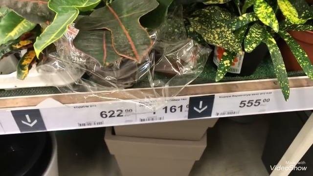 Цветы в Леруа Мерлен.Цветы и цены.