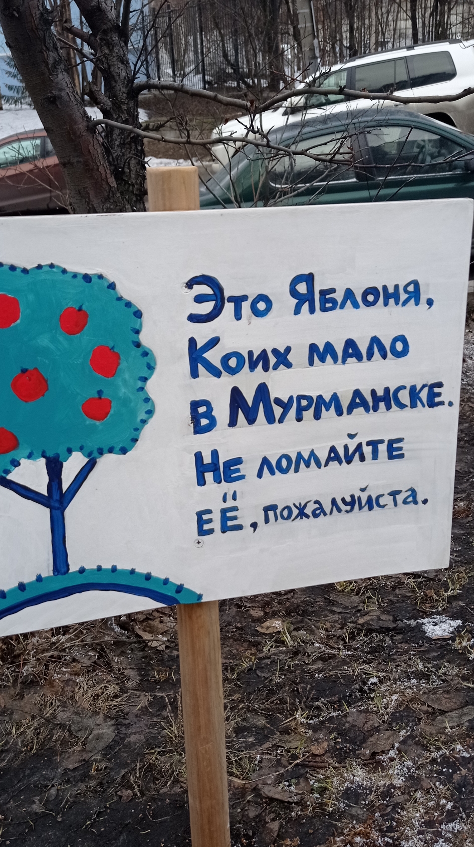 Яблоня в Мурманске весной.
