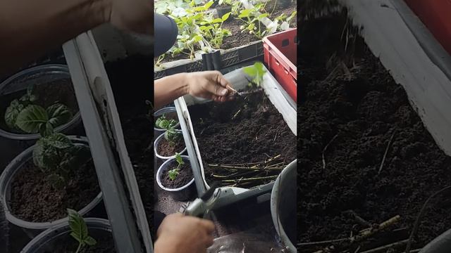 ежевика Лох-Несс саженцы из  черенки