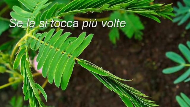 Mimosa Pudica (la pianta sensibile)