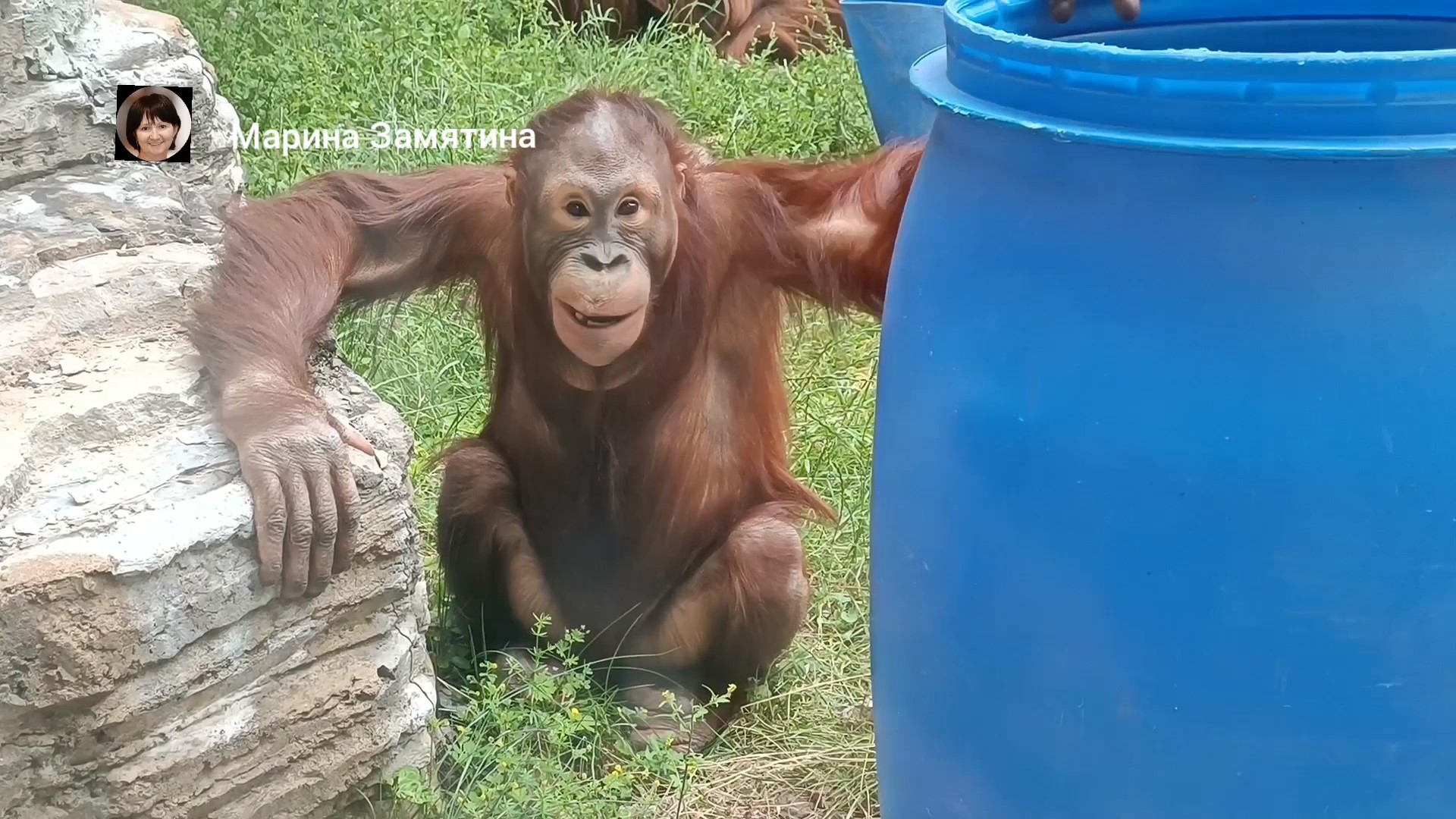 Борнейский орангутан Матику 6 лет.
