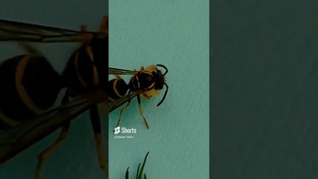 Собралась кормить деток.mp4