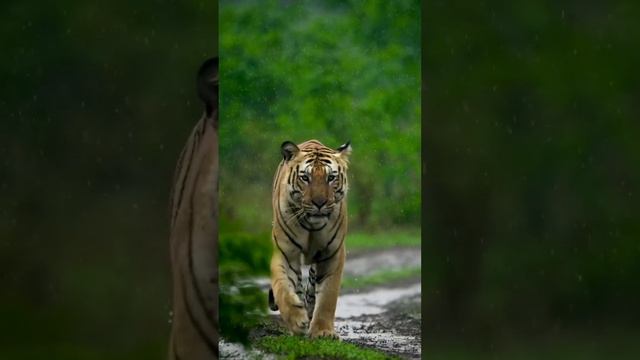 It's a wonderful animal world.