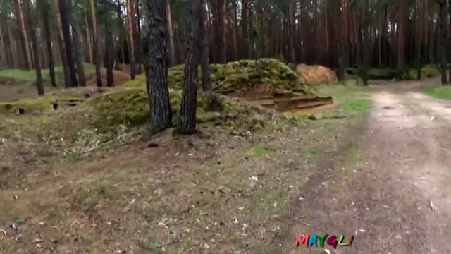 Грибы СтрочкИ. Сон -Трава.  Блиндажи, Землянки,  Окопы в лесу вблизи Пскова.
