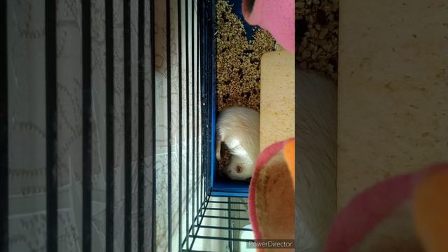Крыса спит под музыку