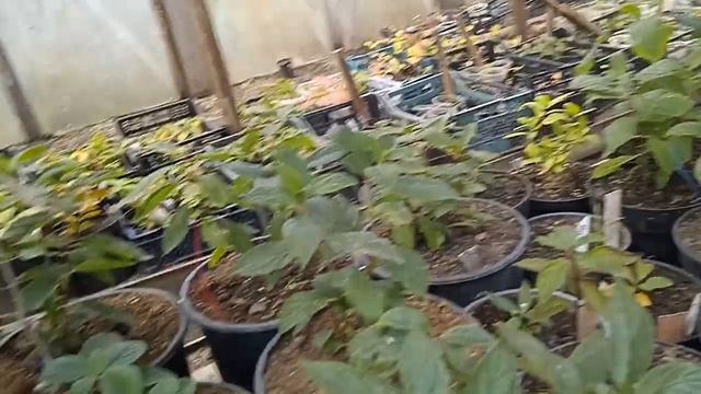 СОСТОЯНИЕ САЖЕНЦЕВ ЧЕРЕЗ МЕСЯЦ. ЧТО С НИМИ ДЕЛАТЬ ДАЛЬШЕ?!!!
