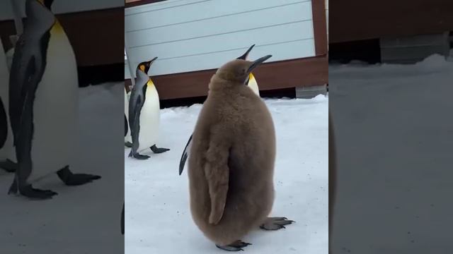 Животный мир