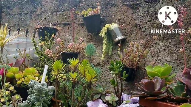 10 Suculentas Resistente A Chuvas, Fácil Propagação, Cultivo E Enche O Vaso Rápido