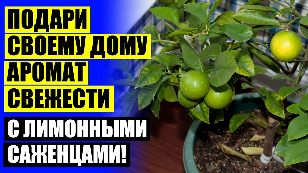 Купить саженцы лимонов в москве 🔥 Питомник павловский