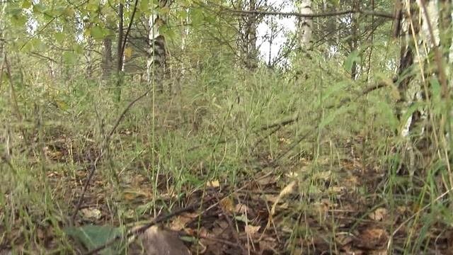 Шедевры берёзовых перелесков