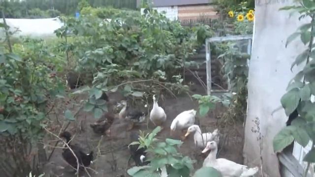 Разведение гусей и уток на дачном участке