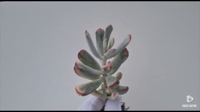 Cotyledon orbiculata variegated