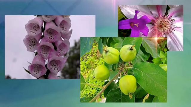 Прощай ИЮЛЬ !☘️Спасибо за тепло и за дожди ...😘