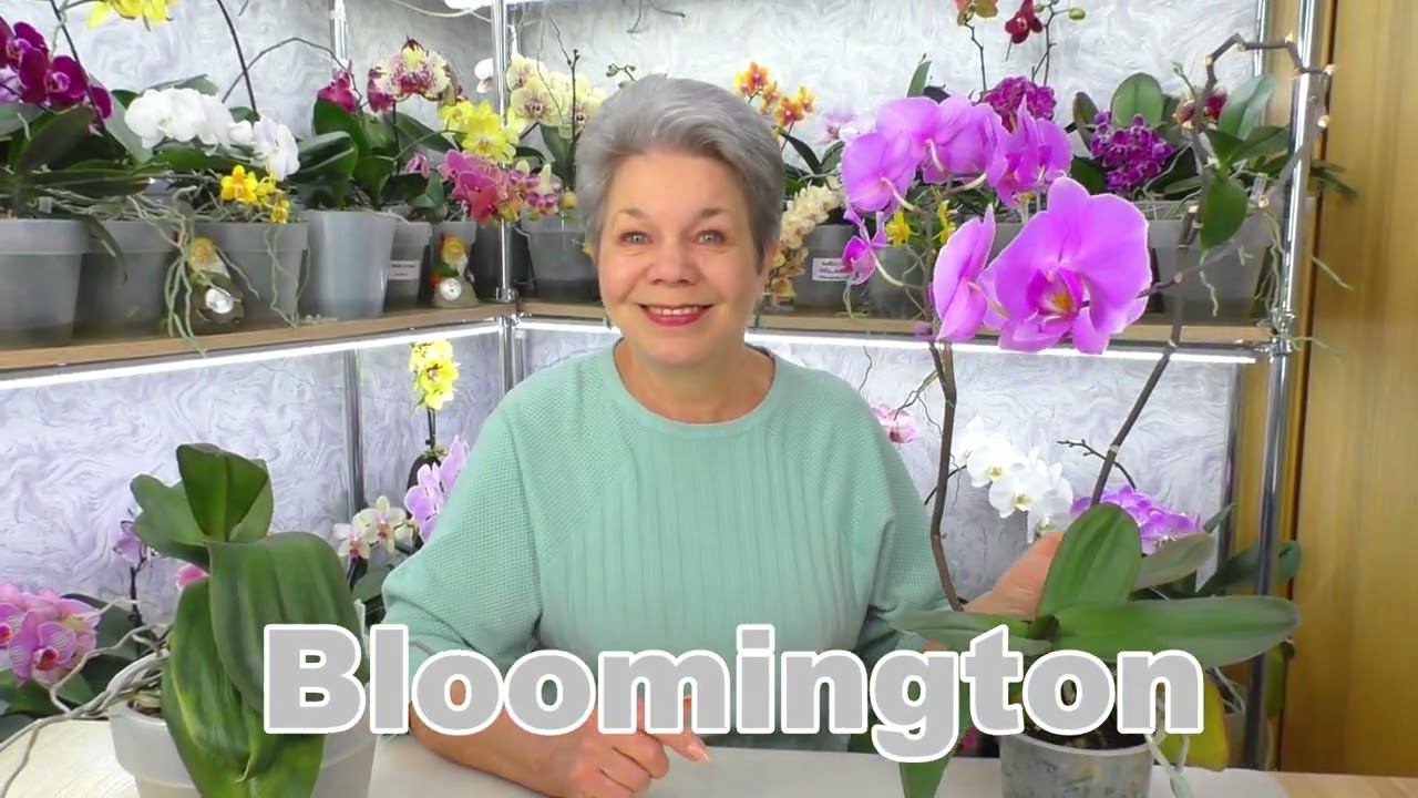 Цветонос орхидеи из точки роста... Это НЕ БЕДА. Но, что делать? Как ухаживать за такой орхидеей?