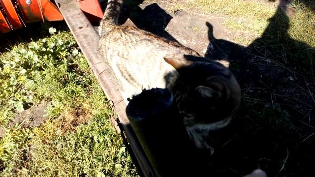 сенакос закончен подводим итоги планы на следующий год.