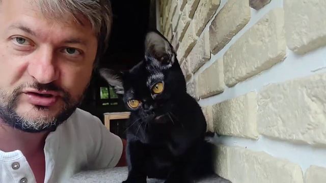 Ваня / Бомбейский котенок / Кот