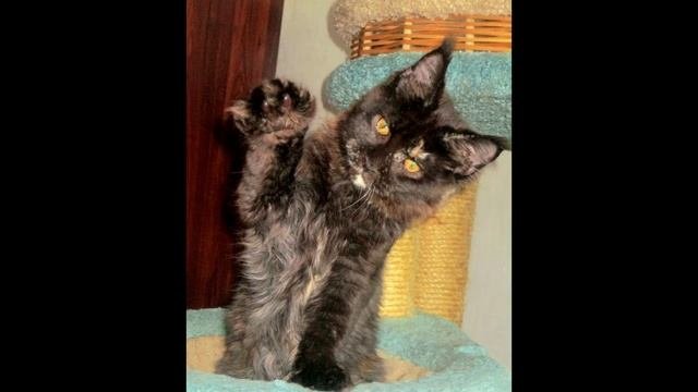 Мейн-кун котята, черепаховые кошечки