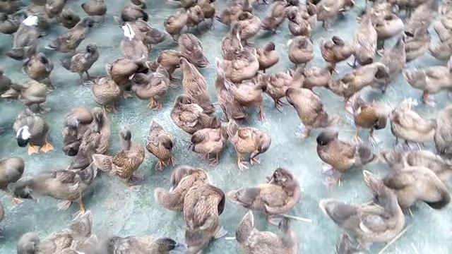 Khaki Campbell duck ,,,,kalgachia ,Balai Pathar,....