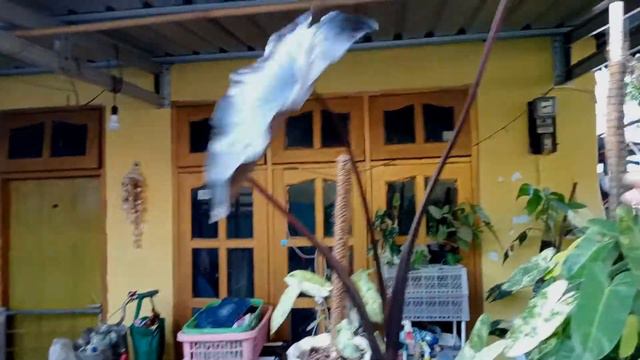 Update Koleksi Tanaman!!! #plants