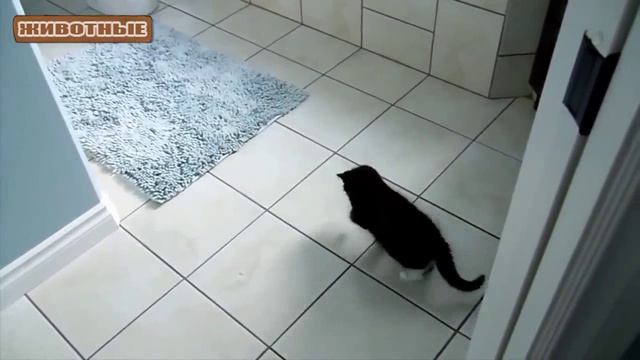 Милые котята пытаются поймать свою тень. Сборник - [NEW HD]
