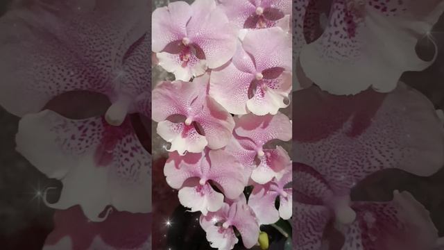 #домашнее цветение орхидей
#фаленопсис биг лип