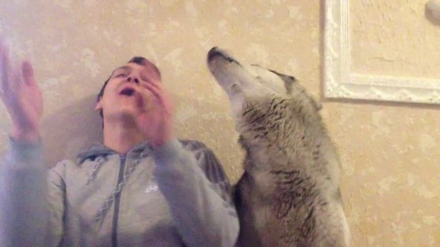 Собака поет со своим хозяином.