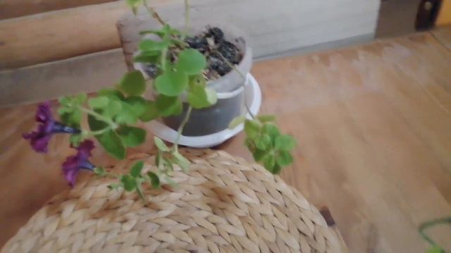 У меня уже цветёт петуния! Красота!