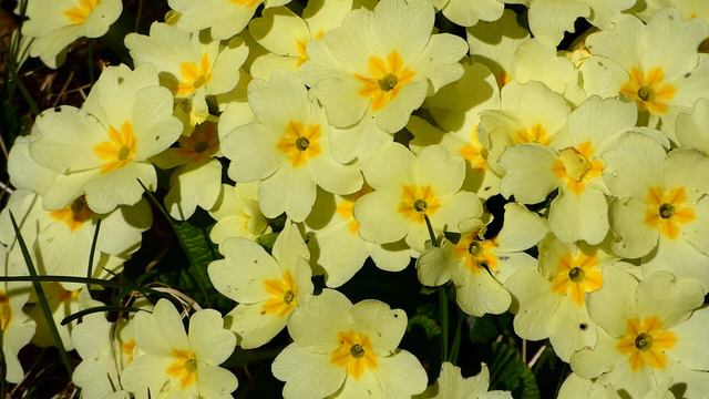 Primeln (Primula) im März. Garten, Natur Spaziergang im Frühling Sonne tanken am eigenen Grund. fz8