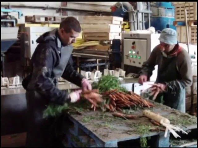 Морковь в пучках,   мойка, упаковка, обвязка