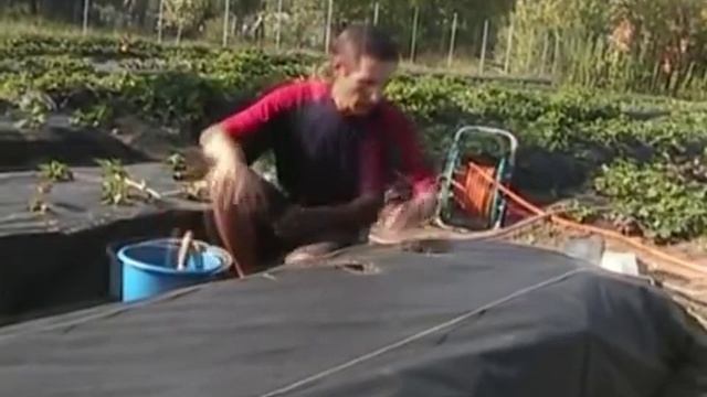 Подготовка почвы для посадки рассады клубники