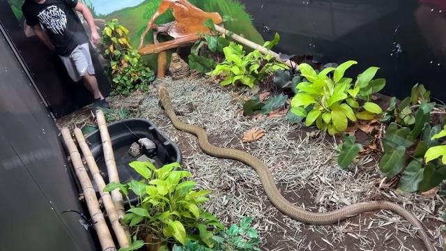 Feeding Massive KING COBRA!