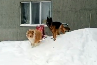 Гуляли два товарища по снежной целине! Как гулять с собакой без применения команд и поводка?