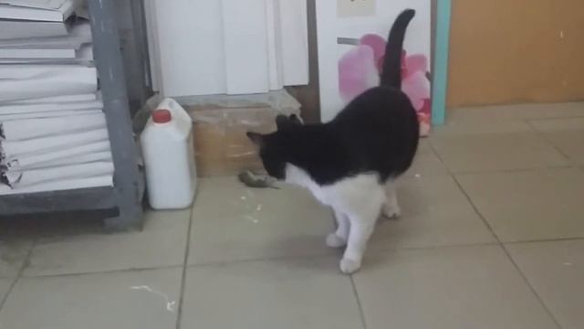 Катя не теряет мышеловную квалификацию.