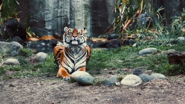 Джунгли. Красивая природа. Умиротворение релакс. Jungles. Beautiful nature. Peace relaxation.