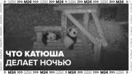 Московский зоопарк показал, что панда Катюша делает ночью - Москва 24