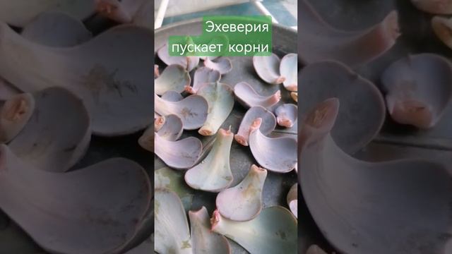 Размножение эхеверии