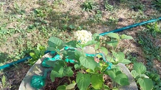 Как я готовлю рассаду клубники.