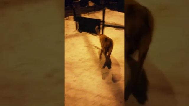 БЕЖИТ ПО РАДУГЕ МОЙ ДРУГ ! ТАКОЙ КРАСИВЫЙ И СЧАСТЛИВЫЙ... ЦЕЗАРЬ-ПАТРИАРХ (15.06.2009-28.10.2023 )