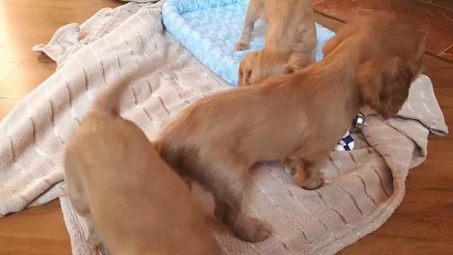 Щенки кавалер кинг чарльз спаниеля