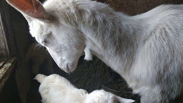 Роды у коз бывают разные.  Коза родила!