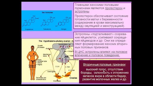 Курс Химия мозга. Лекция 13. "Мозг, гормоны и цитокины". Проф. В.Дубынин, МГУ