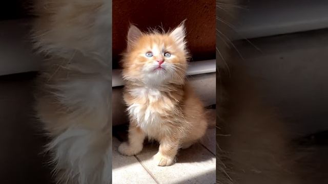 VID_20230822_234656_507.mp4