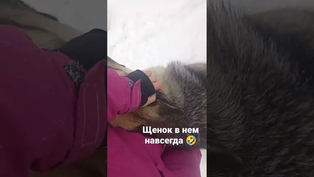 #вео#собака#дрессировка