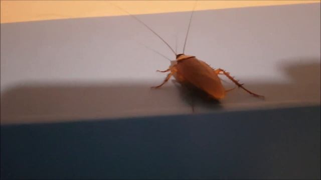 ОГРОМНЫЙ ТАРАКАН в гостиничном номере Тайланда