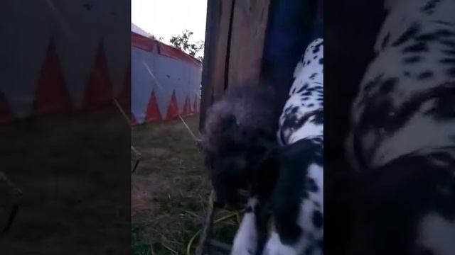 Жизнь внутри цирка