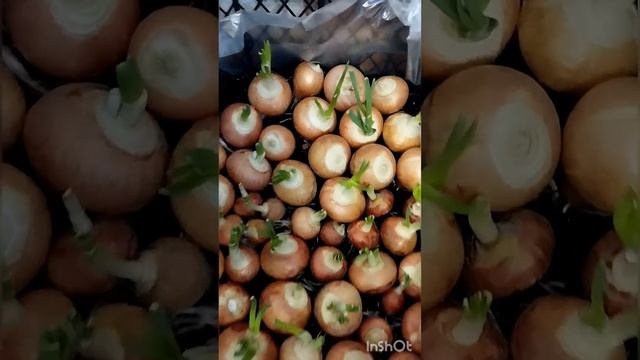 Лук Перо специальная техника посадки за 14 дней сбор урожая по максималке качество продукта