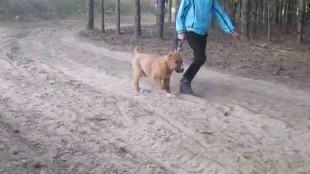 САО-малыш.Учим движения рысью.