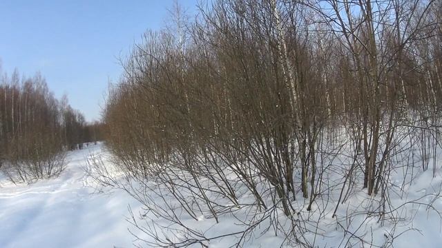 охота с русскими гончими.20.02.2023