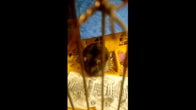 Приключение Джунгариков Ручные Хомяки атакуют периметр Jungars Action. Нашествие хомяков. серия 4