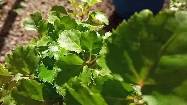 Aralia plants |Aralia verities |Rabizworld